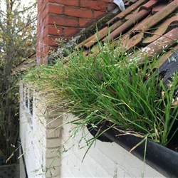 If gutters are left for too long weeds will start to grow or in this case a meadow